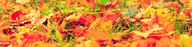 Is It Autumn Yet - Free LinkedIn Background Photo