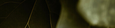 Leaf Abstract Background - Free LinkedIn Background Photo