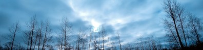 Leafless Trees - Free LinkedIn Background Photo