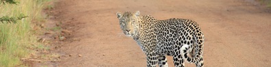 Leopard Spots - Free LinkedIn Background Photo