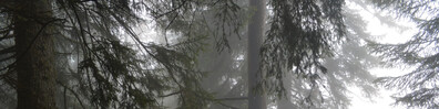 Let's Go In the Fog - Free LinkedIn Background Photo