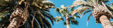 Living Under Palm Trees - Free LinkedIn Background Photo