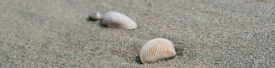 Look At Those Tiny Shells - Free LinkedIn Background Photo