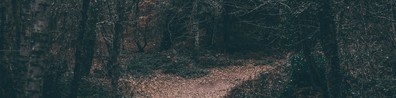 Lost In The Woods - Free LinkedIn Background Photo
