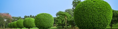 Lush Green Trees Fill The Screen - Free LinkedIn Background Photo