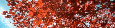 Maple Leaf With Red And Green Stains - Free LinkedIn Background Photo