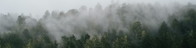 Mist Engulfing The Forest - Free LinkedIn Background Photo
