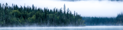 Misty Forest - Free LinkedIn Background Photo