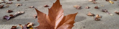 Not Your Regular Leaves - Free LinkedIn Background Photo