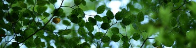 Orderly Formed Green Leaves - Free LinkedIn Background Photo