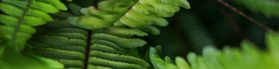 Pattern Of Fern Green Leaves - Free LinkedIn Background Photo