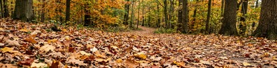 Pile Of Dried Leaves On The Ground - Free LinkedIn Background Photo