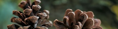 Pine Cones - Free LinkedIn Background Photo