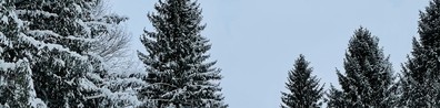 Pine Trees Covered With Snow - Free LinkedIn Background Photo