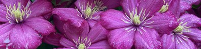 Pink Flowers With Water Droplets - Free LinkedIn Background Photo