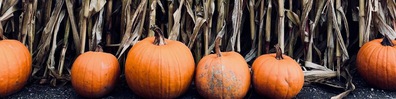 Pumpkin Field - Free LinkedIn Background Photo