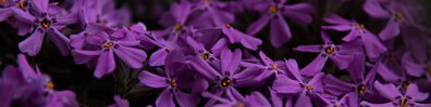 Purple Bloom - Free LinkedIn Background Photo