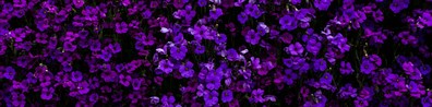 Purple Flowers With Torns.jpg - Free LinkedIn Background Photo