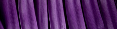 Purple Sticks With Spikes - Free LinkedIn Background Photo
