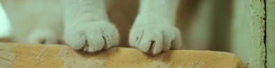 Put Your Best Paw Forward - Free LinkedIn Background Photo