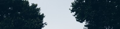 Reaching For The Other Trees - Free LinkedIn Background Photo