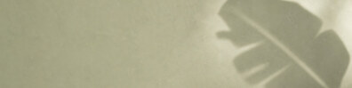 Sage Leaf Shadow - Free LinkedIn Background Photo