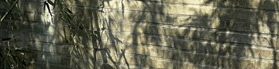 Shadow Of Twigs On The Wall - Free LinkedIn Background Photo