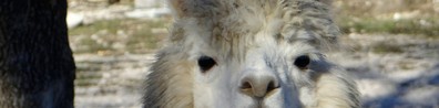 Smiling Alpaca - Free LinkedIn Background Photo