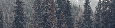 Snow Is Falling - Free LinkedIn Background Photo