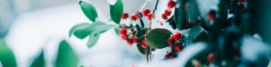 Snowy Christmas - Free LinkedIn Background Photo