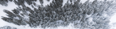 Snowy Forest From the Top - Free LinkedIn Background Photo