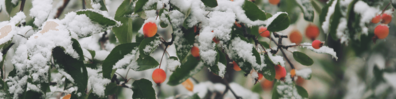 Snowy Fruit - Free LinkedIn Background Photo