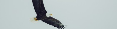 Soaring Like An Eagle - Free LinkedIn Background Photo