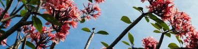 Spring Is Coming Soon - Free LinkedIn Background Photo