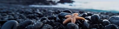 Starfish Resting On Rocks - Free LinkedIn Background Photo