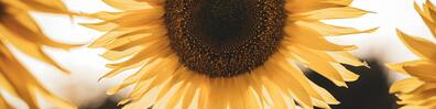 Sunny Sunflower - Free LinkedIn Background Photo