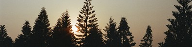 Sunset With Trees Standing Without Leaves - Free LinkedIn Background Photo