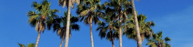 Tall Palm Trees - Free LinkedIn Background Photo