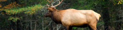 The Deer Hunter - Free LinkedIn Background Photo