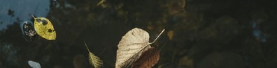 The Leaves Said Goodbye - Free LinkedIn Background Photo