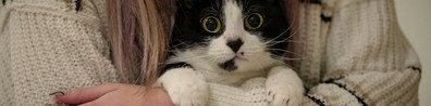 This Cat Looks Really Shocked - Free LinkedIn Background Photo