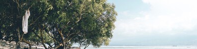 Tree Above The Beach - Free LinkedIn Background Photo