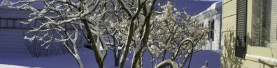 Trees Covered With Snow During Winter Season - Free LinkedIn Background Photo