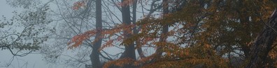 Trees With Orange Leaves Covered By Fogs - Free LinkedIn Background Photo