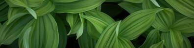Twisted Leaves - Free LinkedIn Background Photo