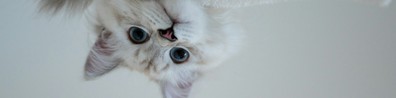 Upside Down Cat - Free LinkedIn Background Photo