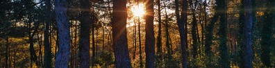 View Of Beautiful Sunrise Behind The Trees - Free LinkedIn Background Photo