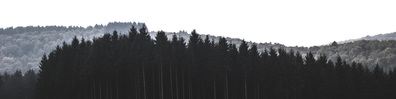 View Of Trees - Free LinkedIn Background Photo