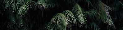 Wall Of Palm Trees - Free LinkedIn Background Photo