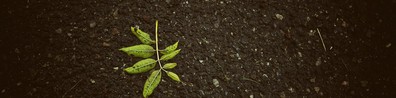 We All Grow At Our Own Pacing - Free LinkedIn Background Photo